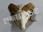 羊頭