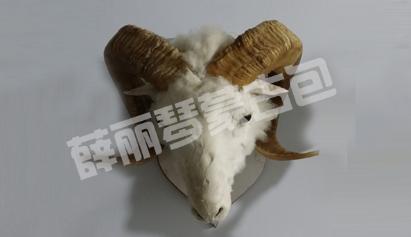 羊頭