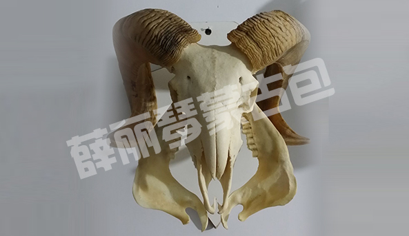羊頭